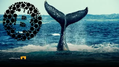 تحلیل تراکنشهای نهنگها در 20 اردیبهشت ۱۴۰۴